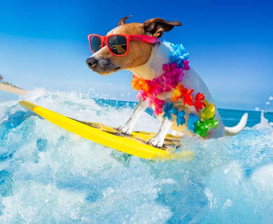 Chien qui surf